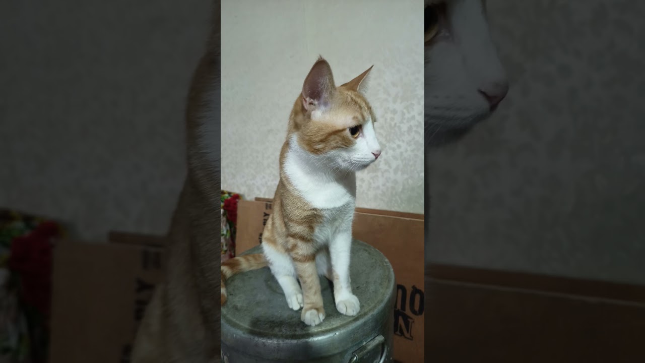 (347) I may be 99% ANGEL but that 1% is TROUBLE 😺