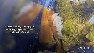 Cone snail laying eggs