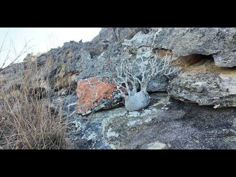 なぬかす　ゴルゴニス　スティローサ　グラキリス　まとめ現地球 なぬかす ゴルゴニス スティローサ グラキリス まとめ現地球