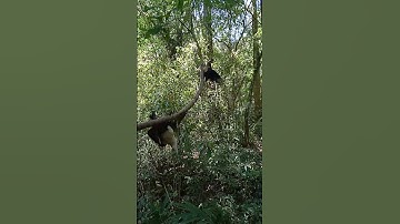 Memikat burung rambatan