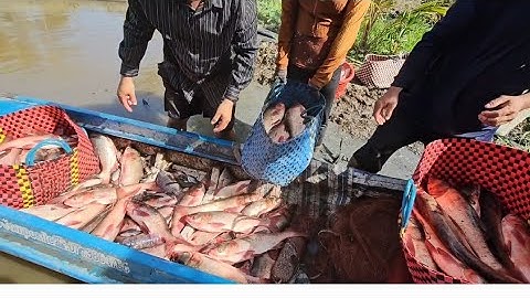 Thu hoạch cá mùa nước nổi cá mè hoa cá phi cá chép cá sặc cá rô