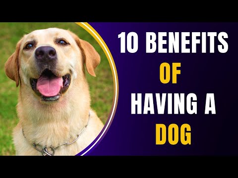 Fördelarna med att ha en hund ❤️🐕 TOP 10 SÄKER