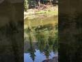 A Lake in Forest
