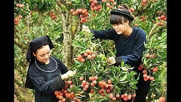 VÙNG VẢI THIỀU TRÊN NÚI - DUY TÙNG