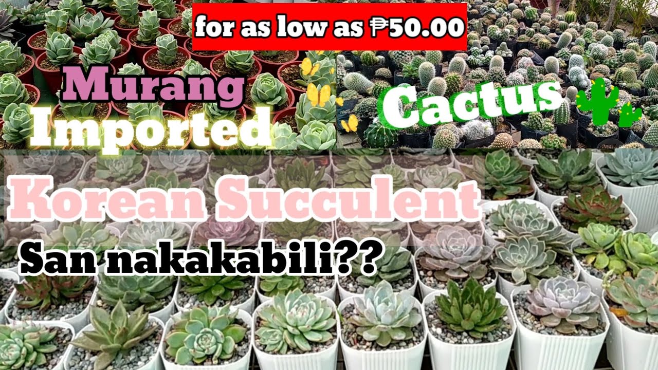 Korean Succulents Mura ba?Saan Nakakabili?|Murang Succulents and Cactus sa Silang Cavite