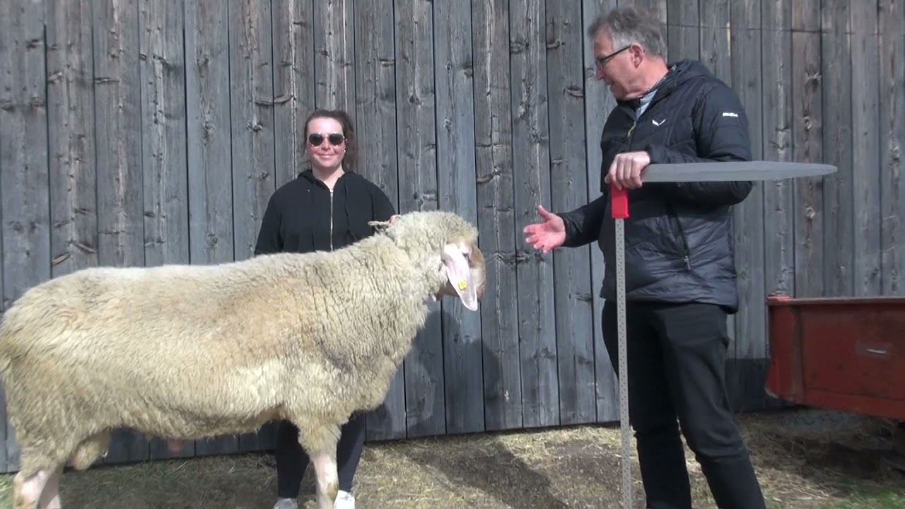 Lineare Beschreibung beim Tiroler Bergschaf