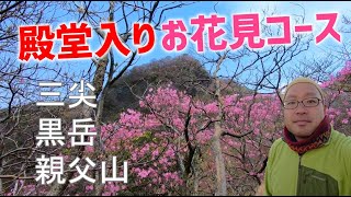【親父山】アケボノツツジが続くよどこまでも【宮崎県高千穂町】
