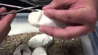 Cutting 2012 Clutch # 2 - Reduced Pattern Clown x Mojave (9/9/2012)