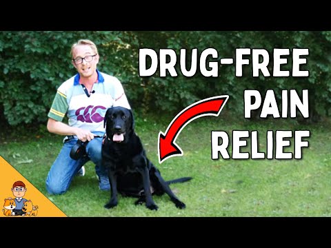 Treat Your Dog's Pain And Arthritis Without Drugs - Veterinarian Explains