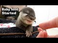 【カワウソ赤ちゃん】離乳食、はじめました。Baby food started!!【特別編】