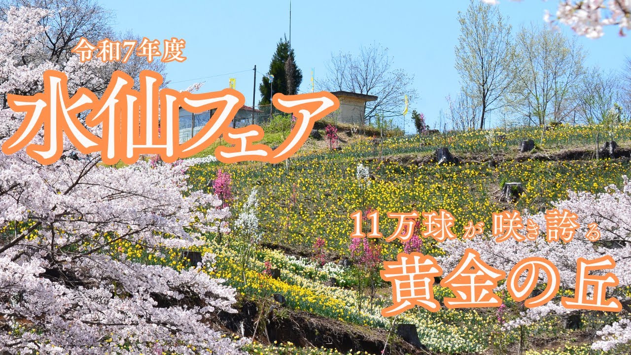 山一面 水仙フェア