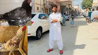 Morning Walk On LARKANA Roads...🤠Vlog#04    Aseel Murgi ko Eggs pe kaise bhithae.Vlogs in Urdu/hindi