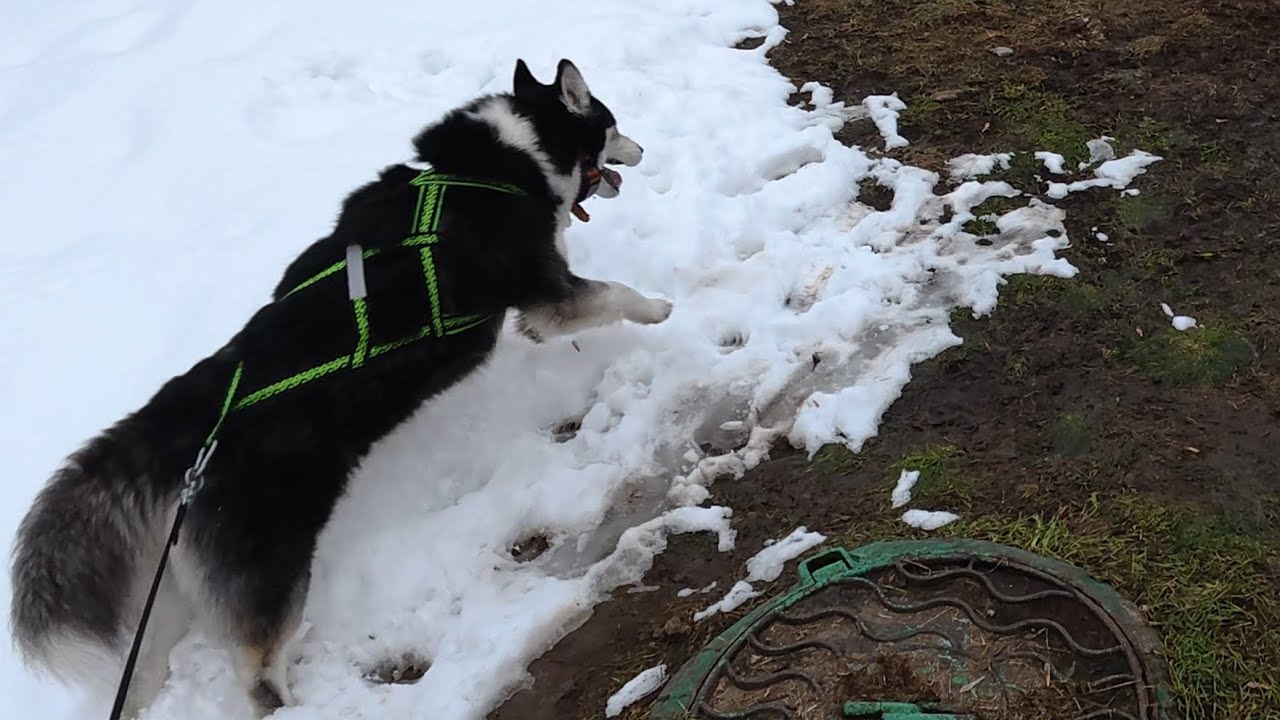 Хаски Дик учится гулять без поводка) пока плохо получается) 14.02.26