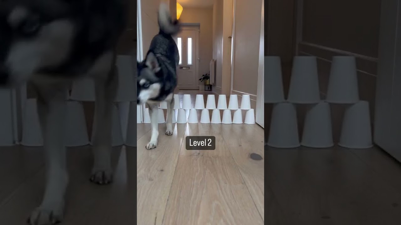 Mini Huskies LEVEL UP With Cup Challenge | Alaskan Klee Kai