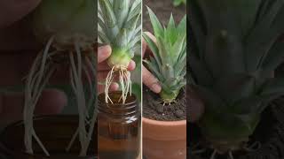 How To Grow Pineapple At Home 🍍😲 | 1 Fruit = Unlimited Plants! #diyprojects #kitchengarden #garden