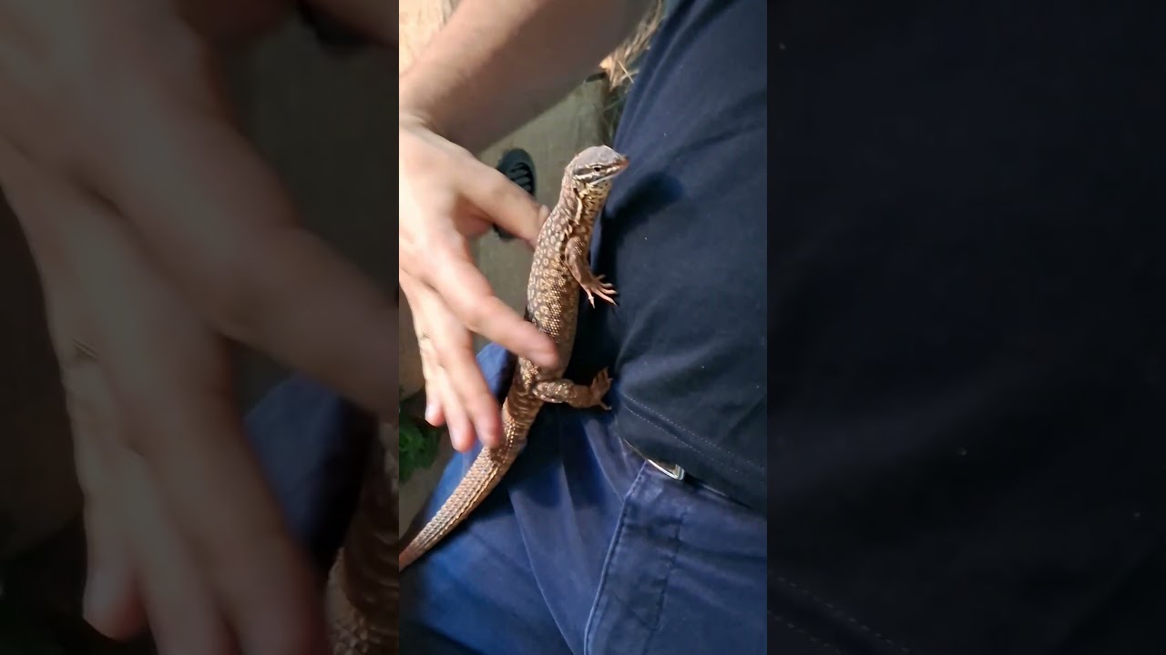 Karmimy różne nasze zwierzęta owocami morza✨️🐙🦐 Cz1🦎