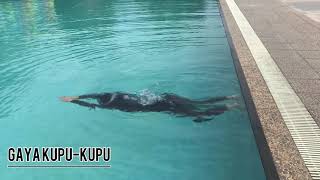 Download Lagu renang gaya kupu-kupu dan gaya dada tugas kuliah MP3