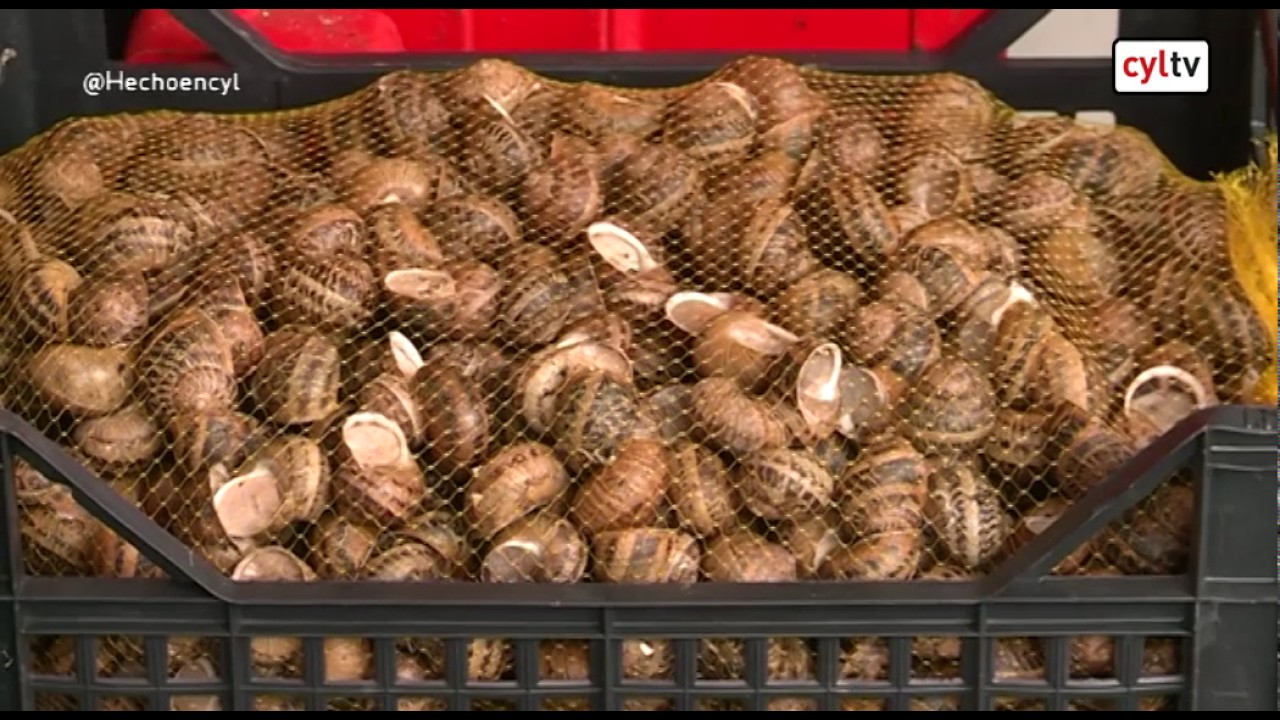 HECHO EN CYL (24/11/2016): Casas prefabricadas, Cría del caracol, Planta de reciclaje