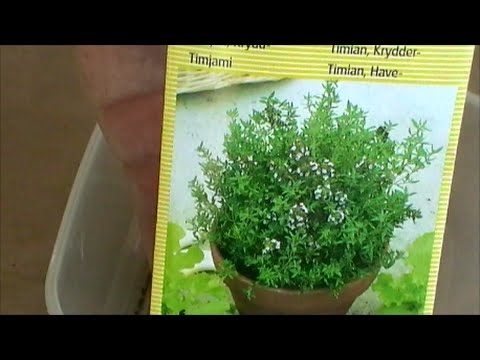 Video: Høstning af timian og hvordan man tørrer timian