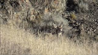 Idaho Archery Mule deer hunt | KILL SHOT