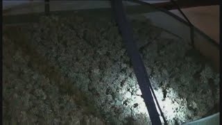 LVMPD’s narcotics section cracks down on illegal marijuana across the Las Vegas Valley