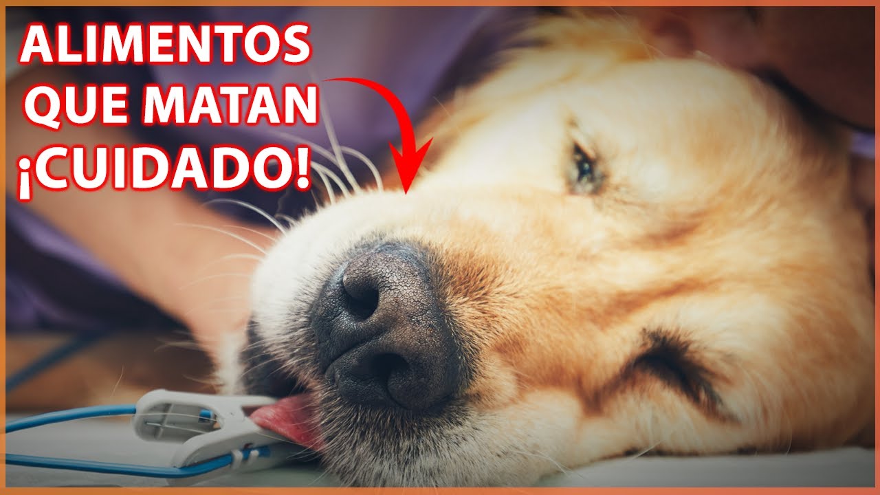 20 alimentos que pueden matar a tu perro - ¡CUIDADO! 🐶💀🛑👨‍⚕️ #perros