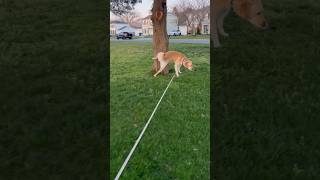 How much can a dog pee in 20 minute walk #dog #labrador #yellowlab #labradorretriever #funny #short