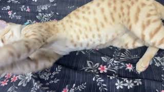 Petroo mastii timee😹😹#youtubefeed #youtubesearch #petshub #trendingshorts #cute #pets 