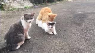 Kucing oren kawin,eh ada yg kepo,nunggu giliran