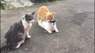 Kucing oren kawin,eh ada yg kepo,nunggu giliran