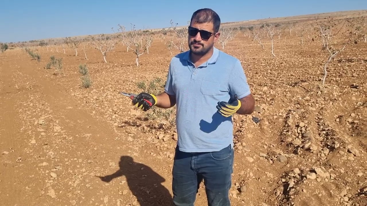 21 Kasım 2025 ANTEPFISTIĞINDA BUDAMA  ŞANLIURFA-SURUÇ 