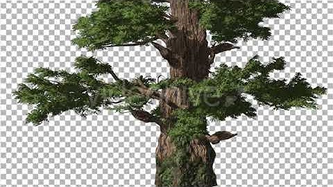 Western Juniper Tree in Sunny Day Green Branches | Motion Graphics - Envato elements