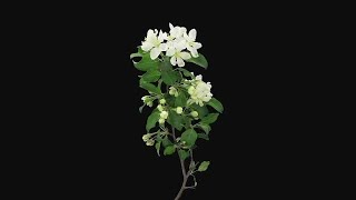 Apple Paradise Branch Blooming Stock Video