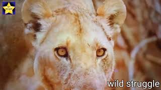 Gorillas unite, will lion be destroyed by Gorilla? Baboon kidnapped lion cub