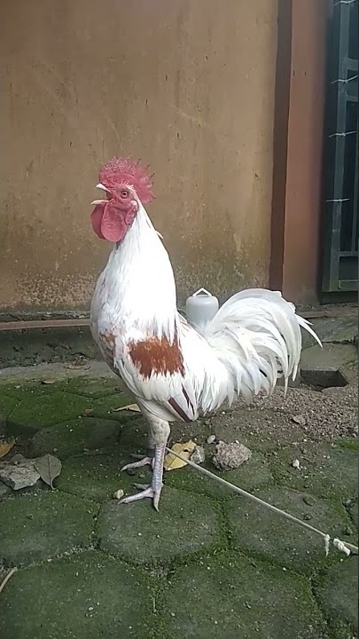 Ayam ketawa gretek #shorts