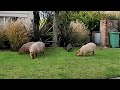 It’s the Invasion of the Capybaras!