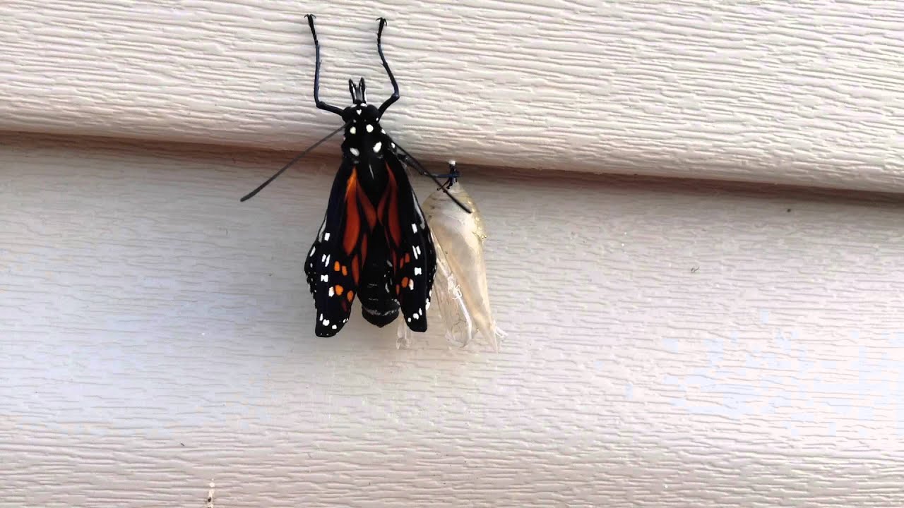 Time Lapse of Butterfly Emerging From Chrysalis YouTube