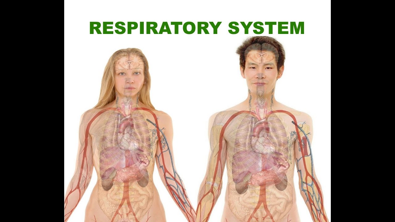 respiratory system - YouTube