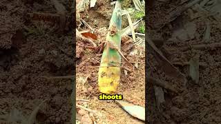 alat sederhana yang dapat membantu menggali tunas bambu dengan mudah #shorts