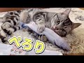 猫（アメオ）のねこ日記　〜さんまのじゃれぐるみで遊びました -Ameo's Diary -　Fish Toy and Ameo