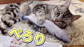 猫（アメオ）のねこ日記　〜さんまのじゃれぐるみで遊びました -Ameo's Diary -　Fish Toy and Ameo