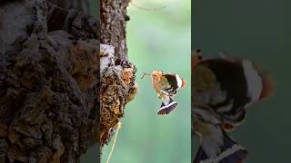 Jungle book #birds #jungle #wildlife #animals #discovery