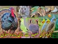 Birds largest market in peshawar new updates 2024  chargano chowk  pigeon price  khyber social tv