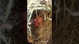 #love #birds #ficher #lovebirds #morocco #parrot #cute #pets #birdsounds #nature