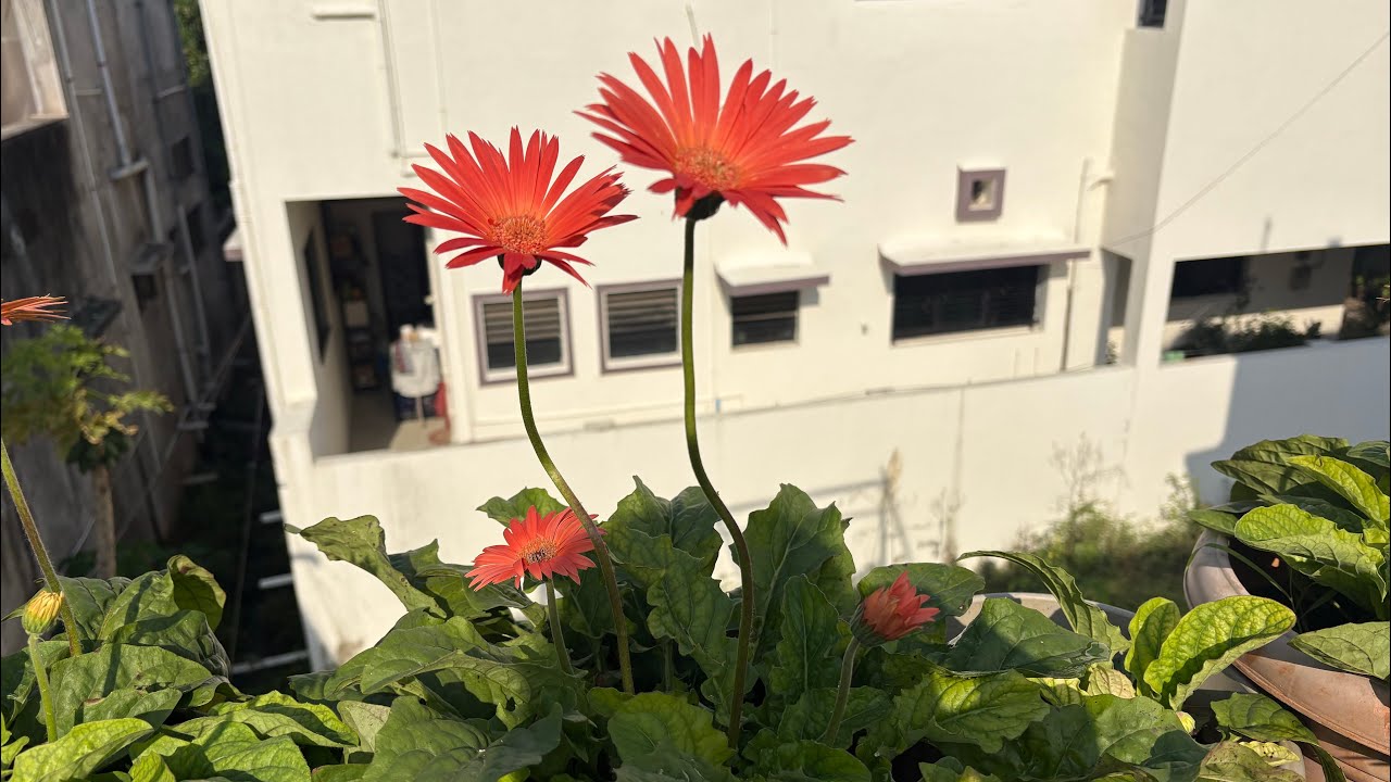 Gerbera ची काळजी कशी घ्याल 👍