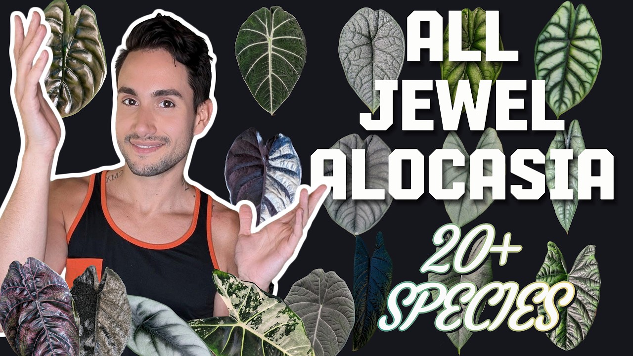 Выращивание алоказии ALL Jewel + фото с пестрыми цветами (сложность, список пожеланий и уход)