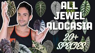 Growing ALL Jewel Alocasia + Variegated Pics (Difficulty, Wishlist & Care)