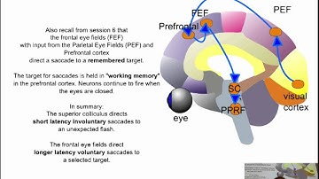 lecture 11 Eye Movement