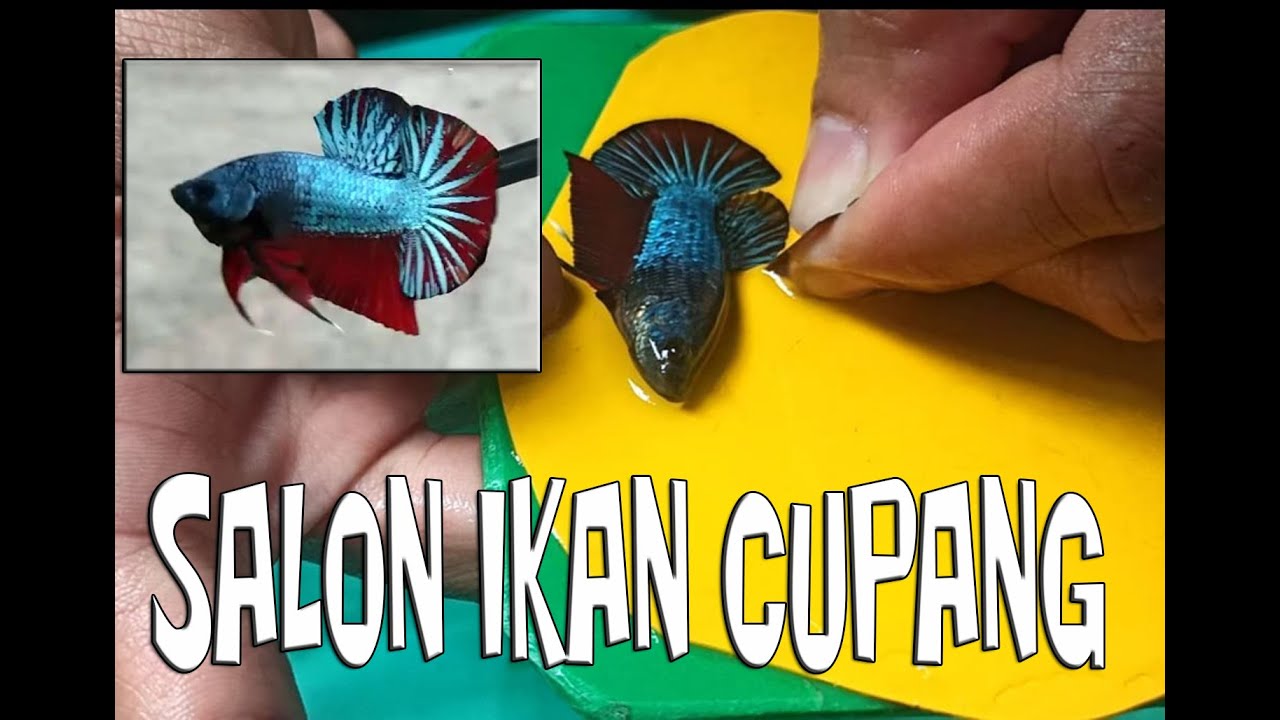 Salon ikan cupang  ala Sentana Junior