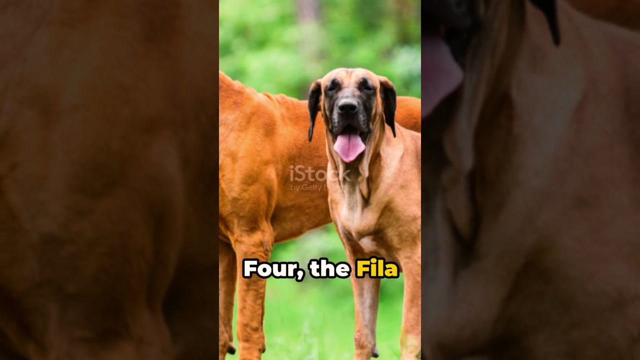 Top 10 Dog Bread is Banned In Denmark Amazing Facts 